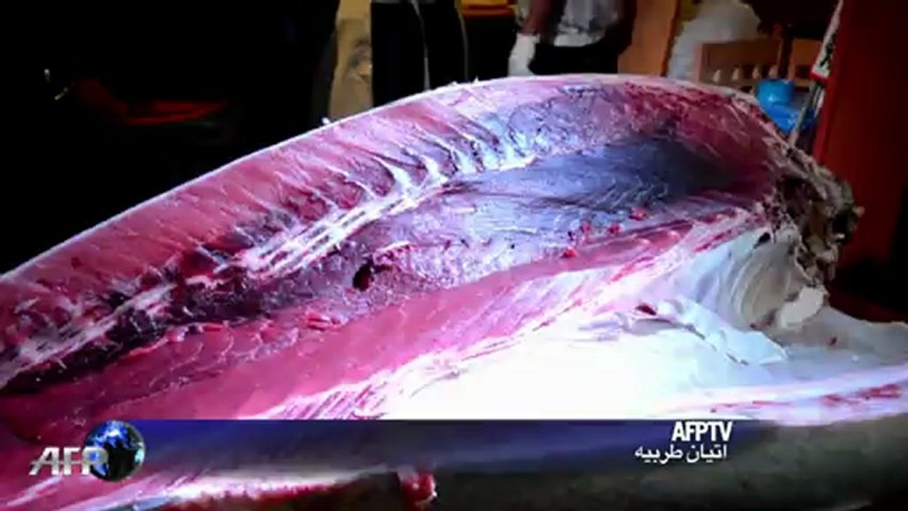 بيع سمكة تونا في مزاد بمبلغ 176 الف دولار