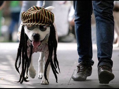 Звериный юмор | Animal carbon humor. Fhotoclip