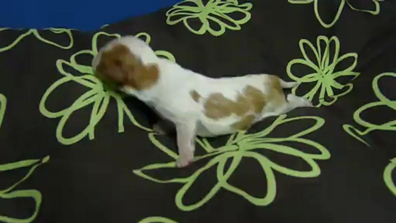 P1080336    PORTEE DE ELENA du 4 janvier 2013