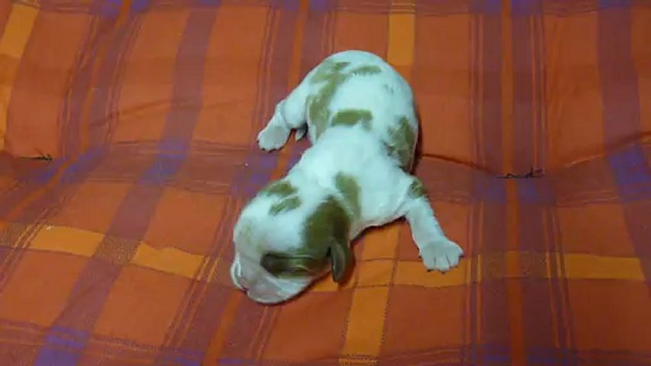 P1080346   PORTEE  DE ELENA DU 4 JANVIER 2013