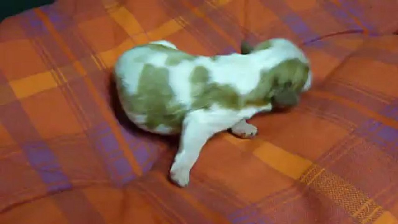 P1080381 PORTEE DE ELENA  DU 4 JANVIER 2013