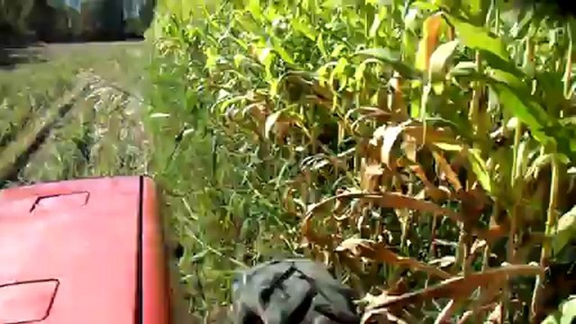 massey ferguson 3060 la mısır silajı