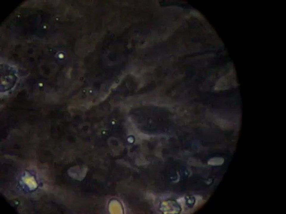 cardiomyocytes 8