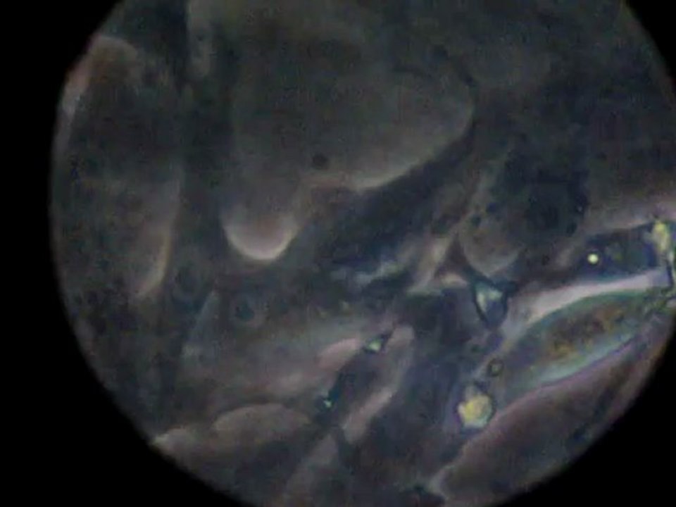 cardiomyocytes 6