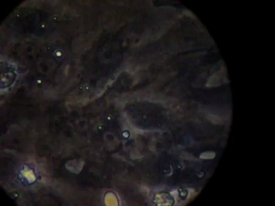 cardiomyocytes 5