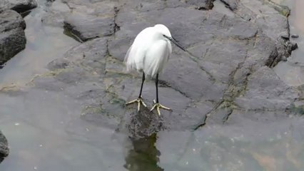 Aigrette garzette à l'affût
