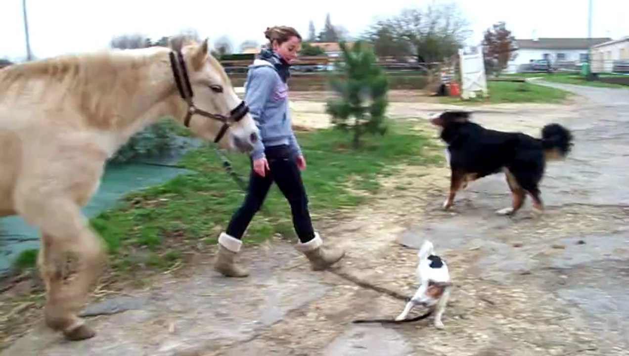 Jessie sort les chevaux
