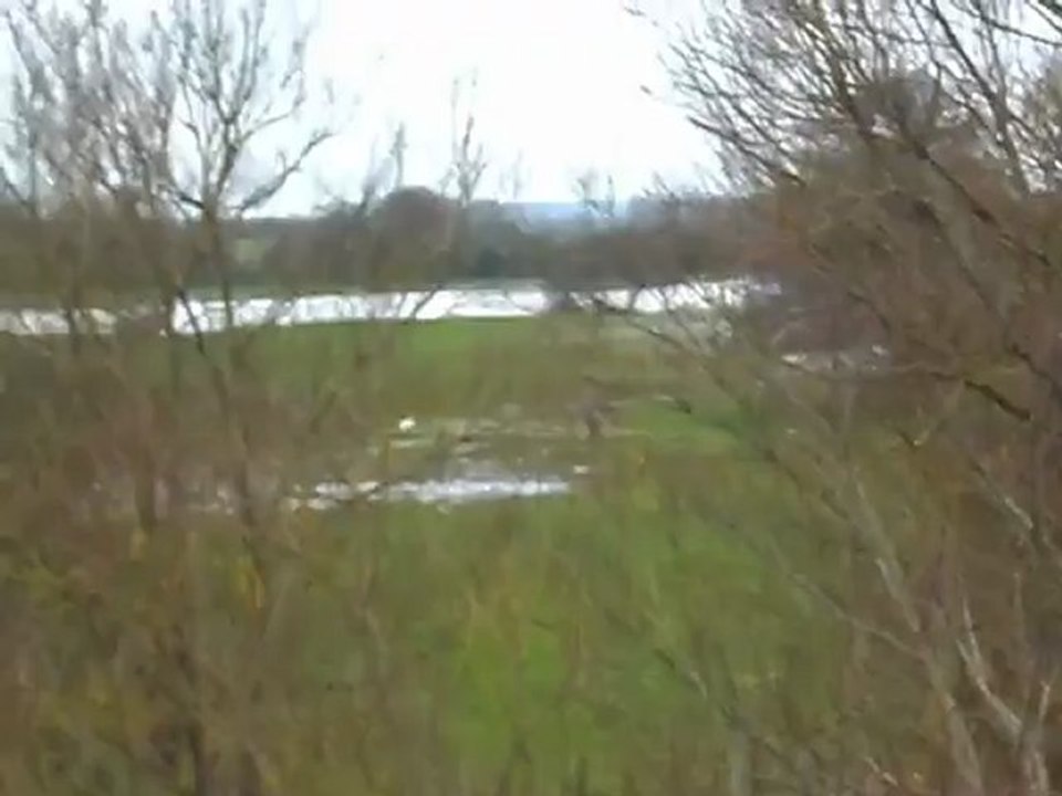 swansfollow