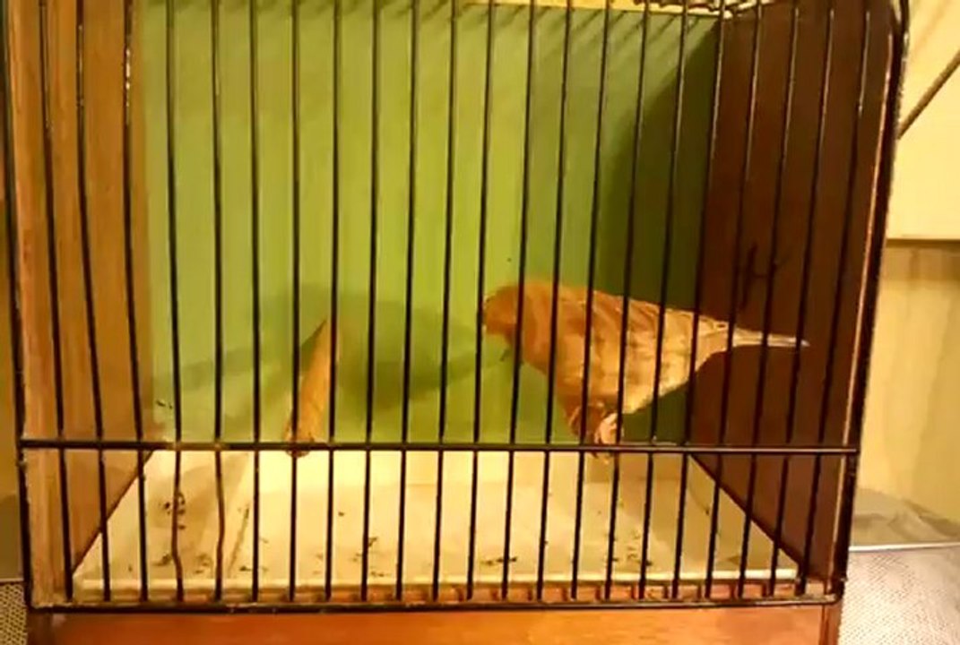 GLOSTER-2012-SERCAN DEMİR