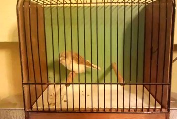 GLOSTER-SERCAN DEMİR