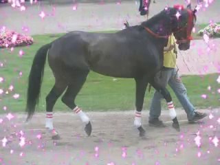 Horse Racing Around The World