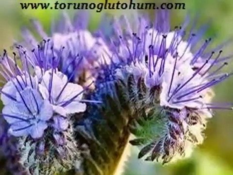 ballı bitkiler,arı otu nasıl ekilir,arı otu ne zaman ekilir