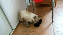 Minette joue avec la chaussette d'herbe à chat