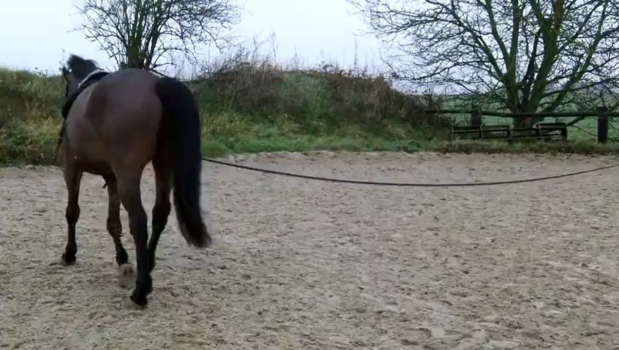 longe pas trot galop