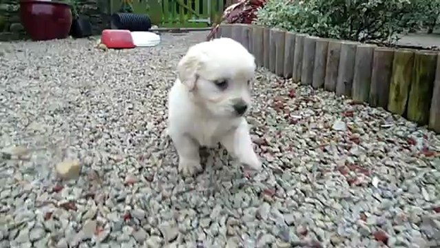 Petits câlins des chiots golden retriever avec leur maman Caya, disponibles à la vente