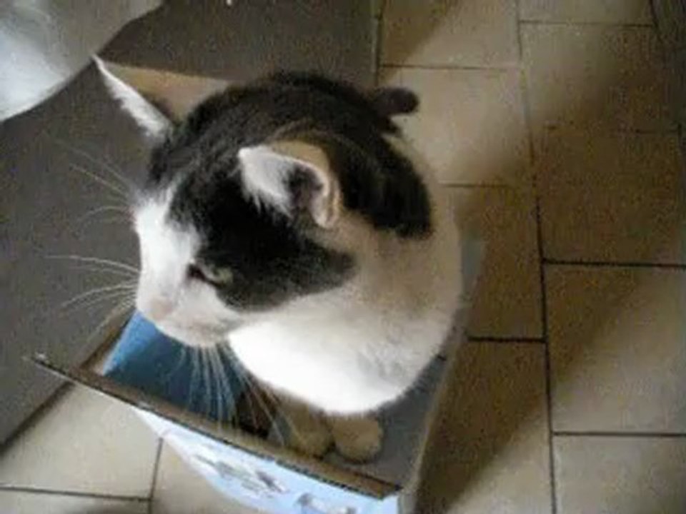 Tinou et les cadeaux