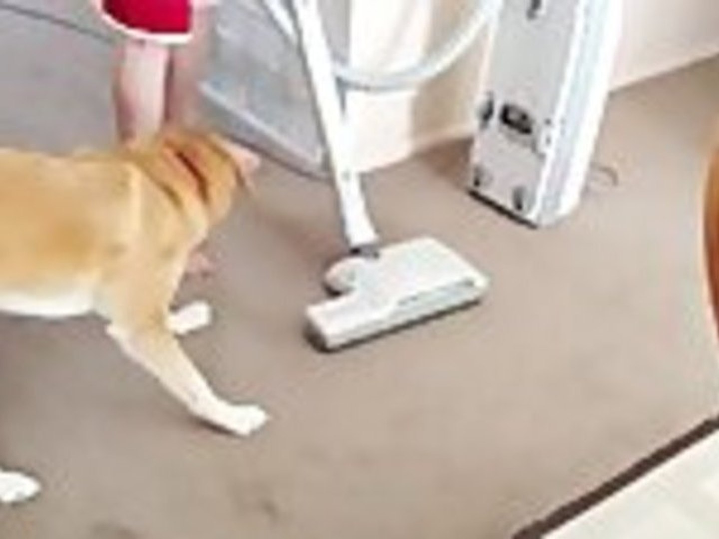 ⁣Dog Hates Vacuum