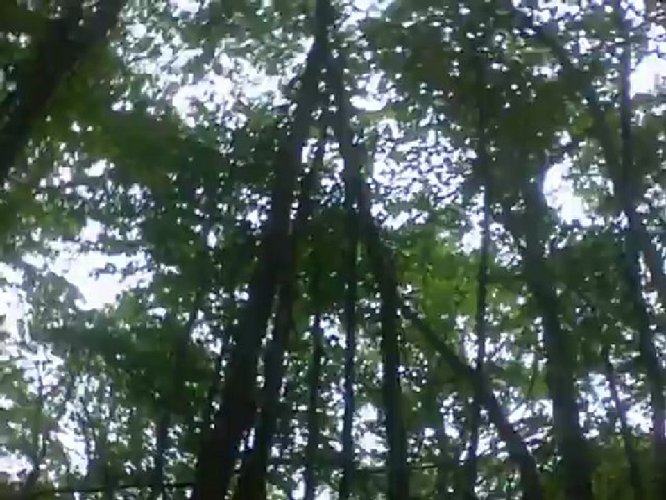 DIRT BIKE RAPTOR SHINERAY BASHAN