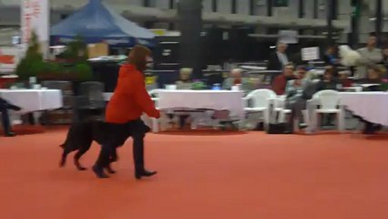 Expo Bordeaux - Ring d'Honneur - Groupe 7