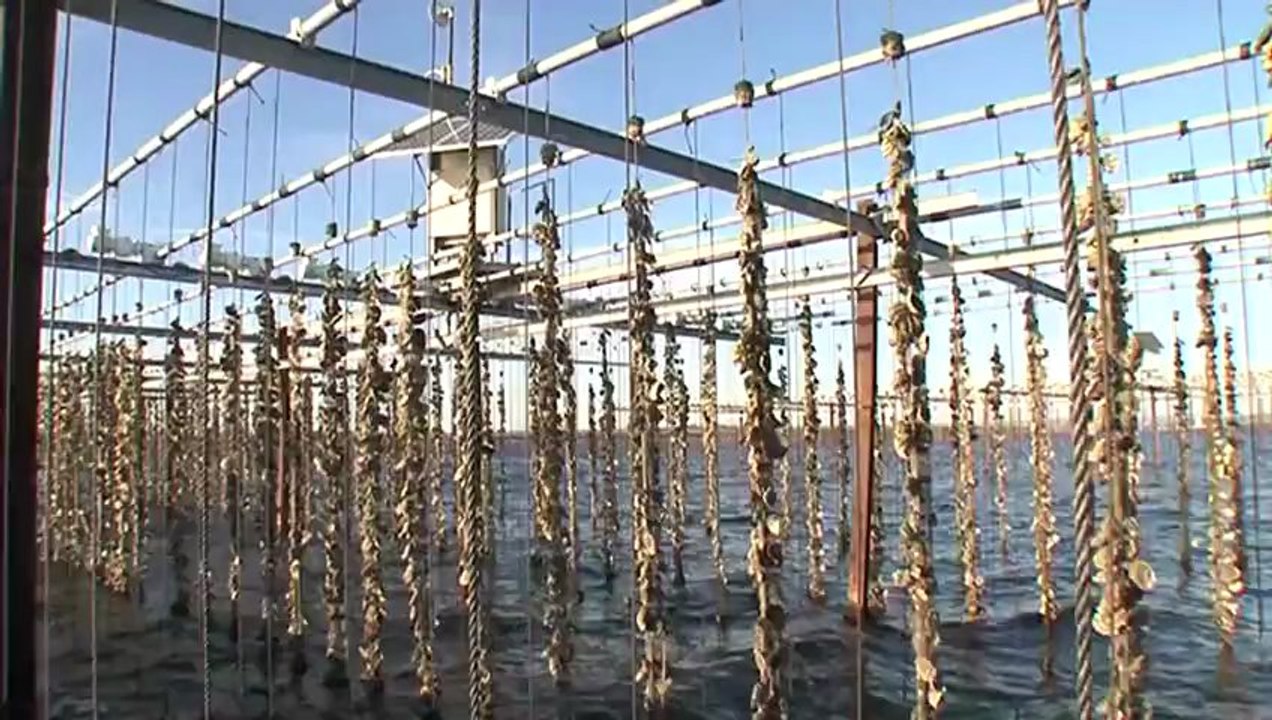 Parc à huitres - étang de Thau