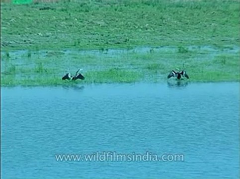 Assam-kaziranga-mdv-1002-12.flv