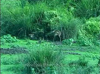 Assam-kaziranga-mdv-1002-15.flv
