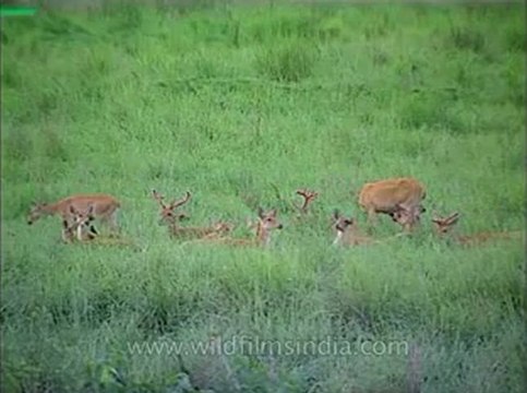 Assam-kaziranga-mdv-1002-16.flv