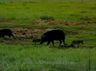 Assam-kaziranga-mdv-1002-18.flv