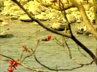 Assam-kaziranga-mdv-1003-4.flv