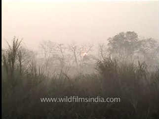 Assam-kaziranga-mdv-883-1-18.flv