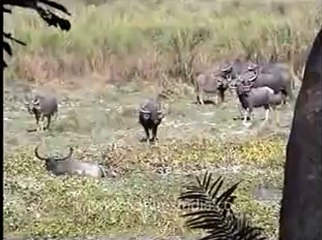 Assam-kaziranga-mdv-883-1-7.flv