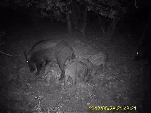 camera detecteur de mouvement exterieur Naturacam