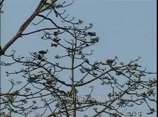 Assam-kaziranga-mdv-961-2-1.flv