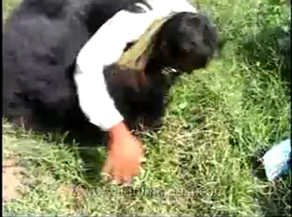 Assam-mdv-631-6-18.flv