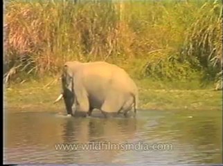 Assam-mdv-631-6-6.flv