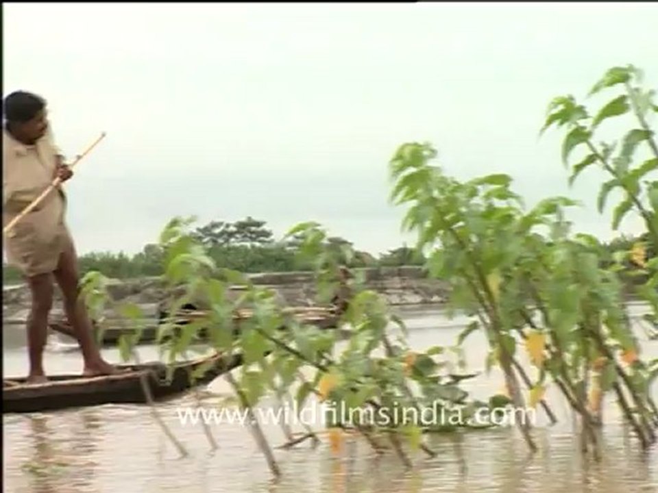 Assam-mdv-867-1.mov