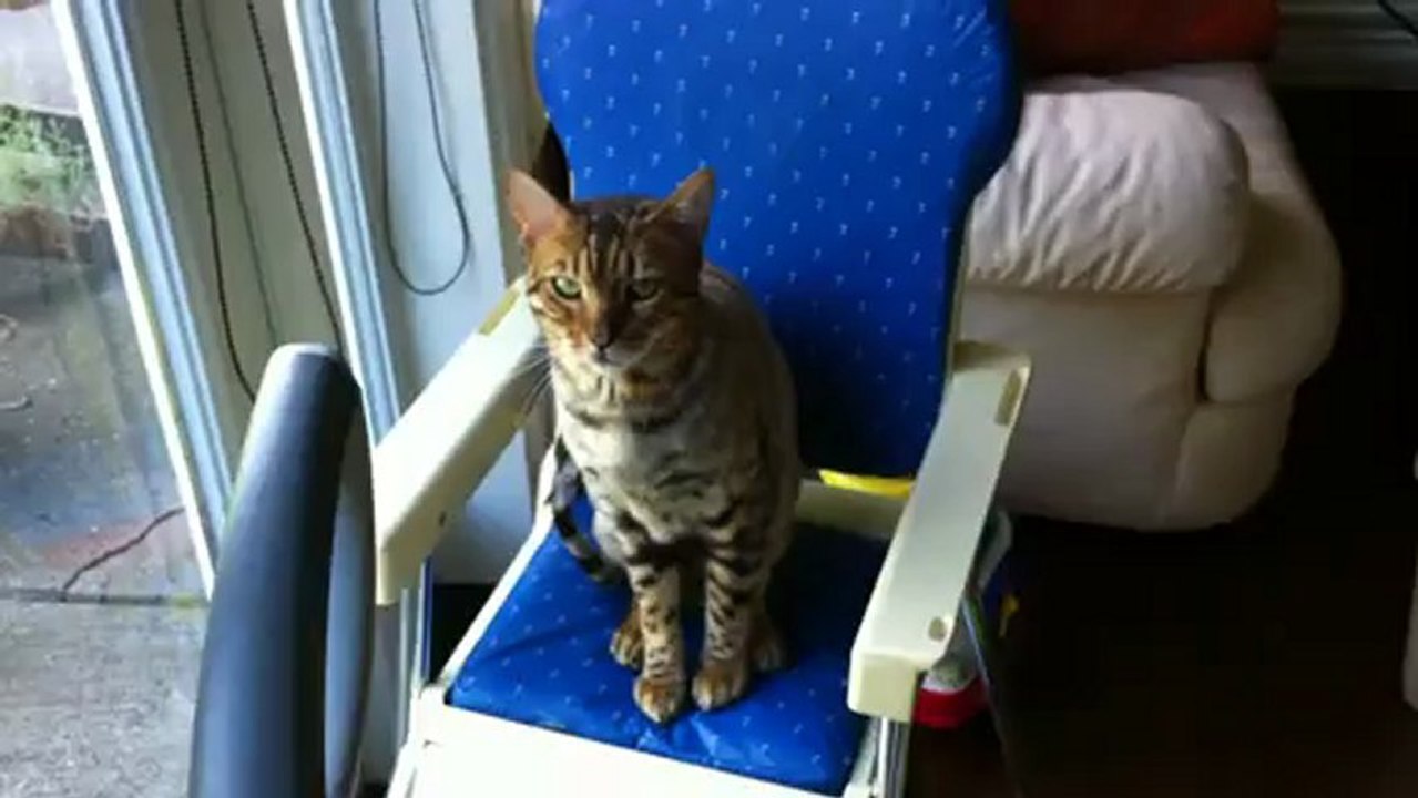 Bengal Cat Rumble Sits in the Baby's High Chair Linus Cat Tips
