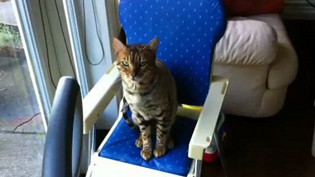 Bengal Cat Rumble Sits in the Baby's High Chair Linus Cat Tips