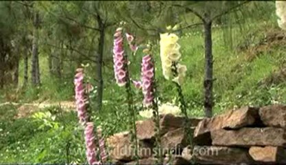 Bhutan-Bumthang-8.flv