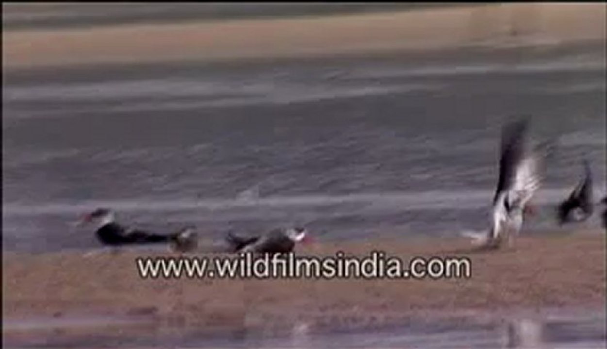 Birds flying-MPEG-4 800Kbps.flv