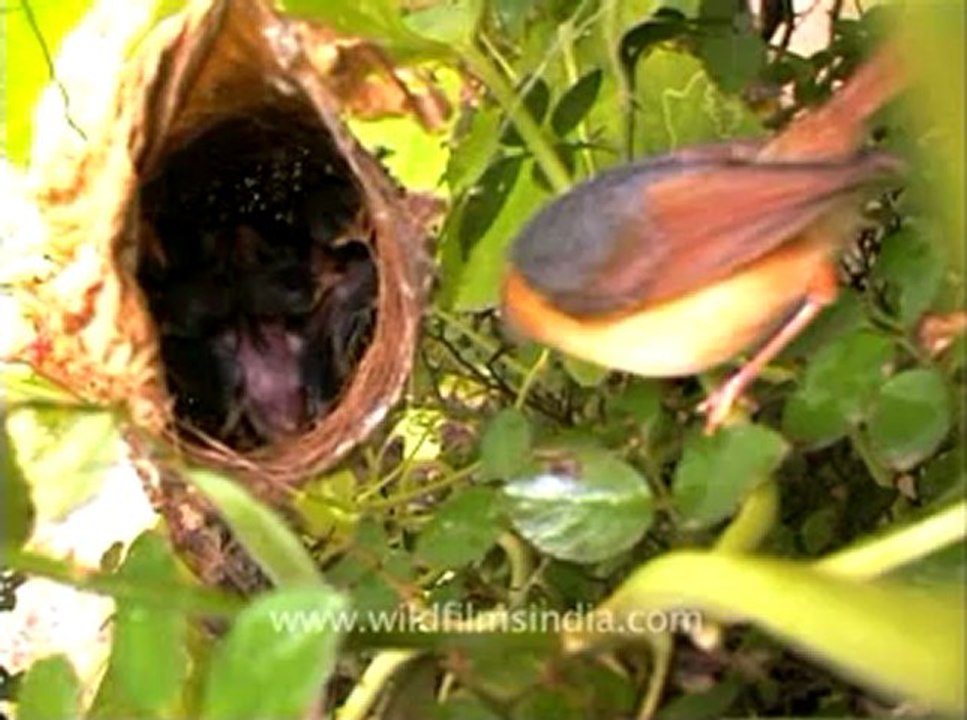Birds-nesting-1.flv