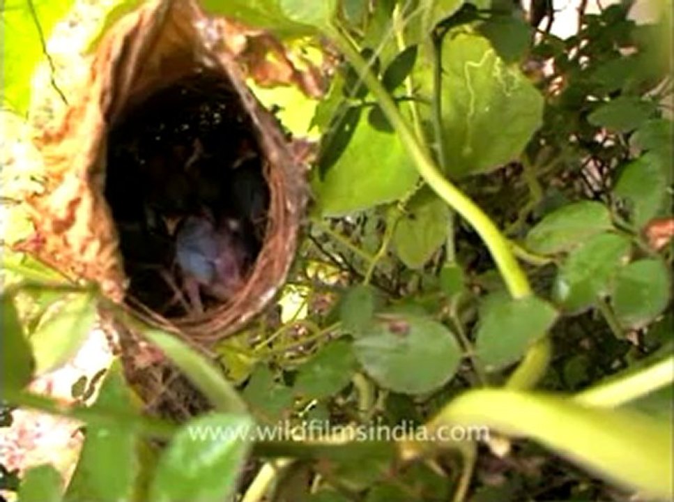 Birds-nesting-3.flv