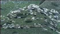 Black and white goats-MPEG-4 800Kbps.flv