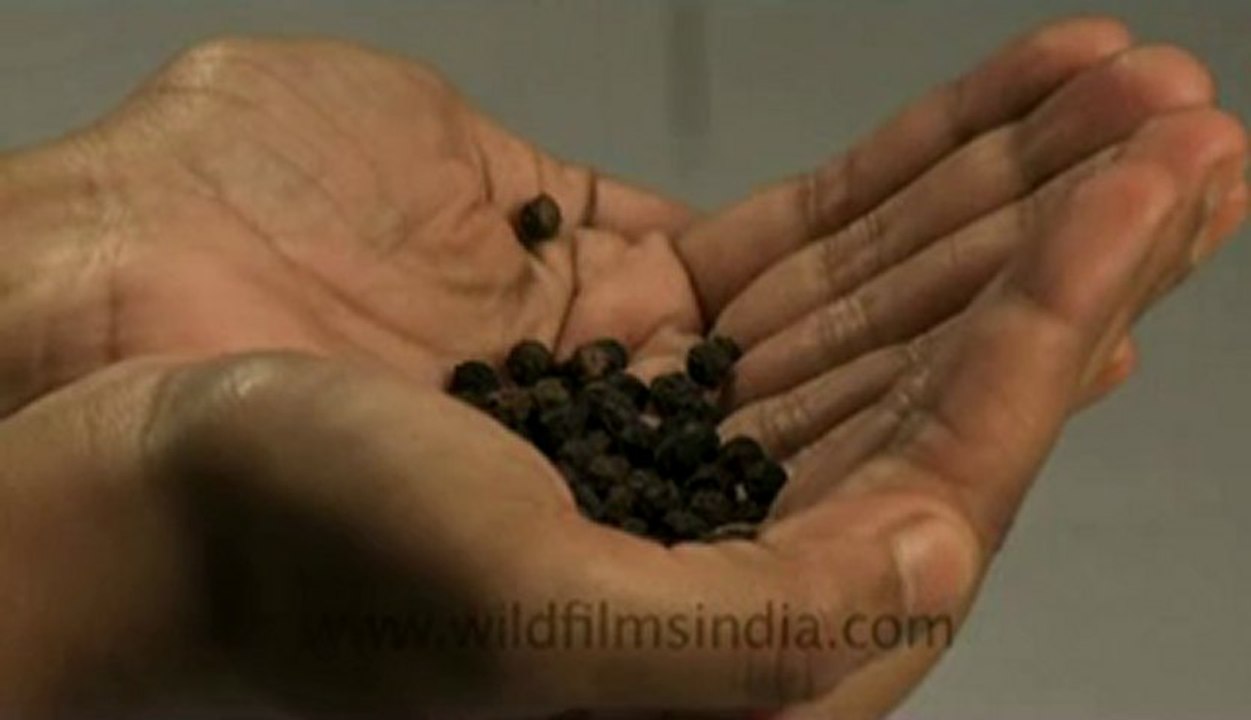 Black pepper-10.flv