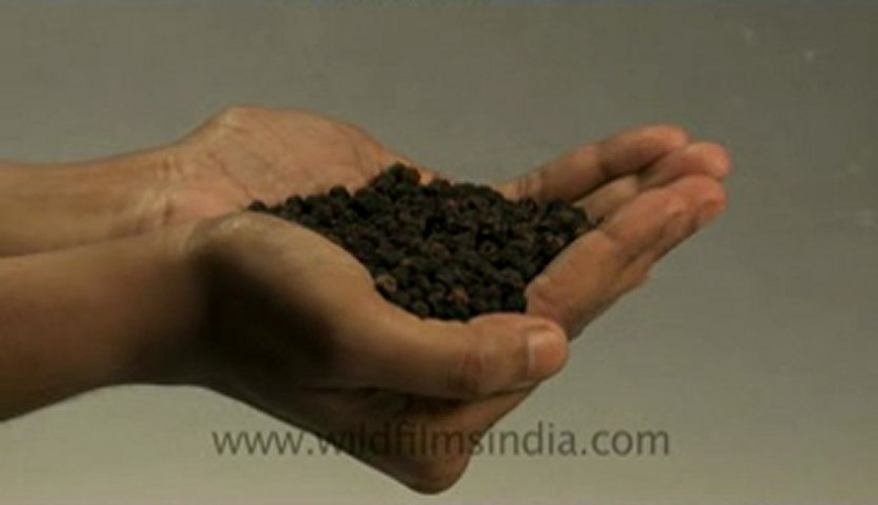 Black pepper-9.flv