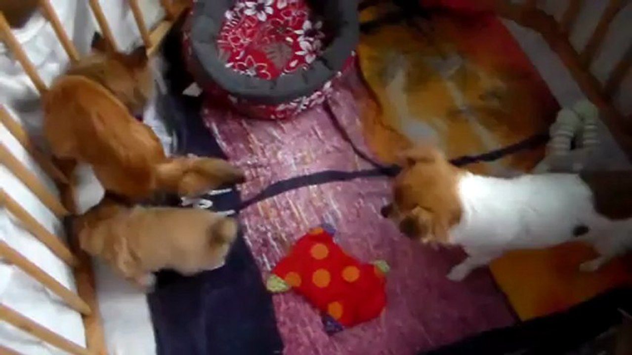 Héléa chihuahua long poils 7 semaines