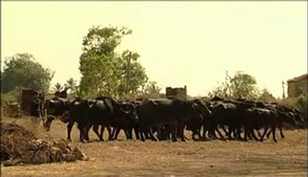 Buffalo-3.flv