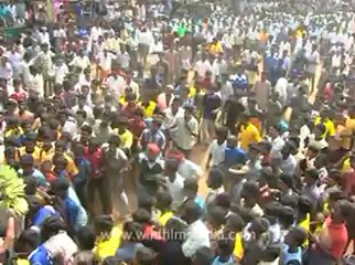 Bull fighting-mdv-622-7.flv