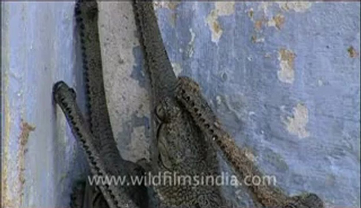 Chambal-1.flv