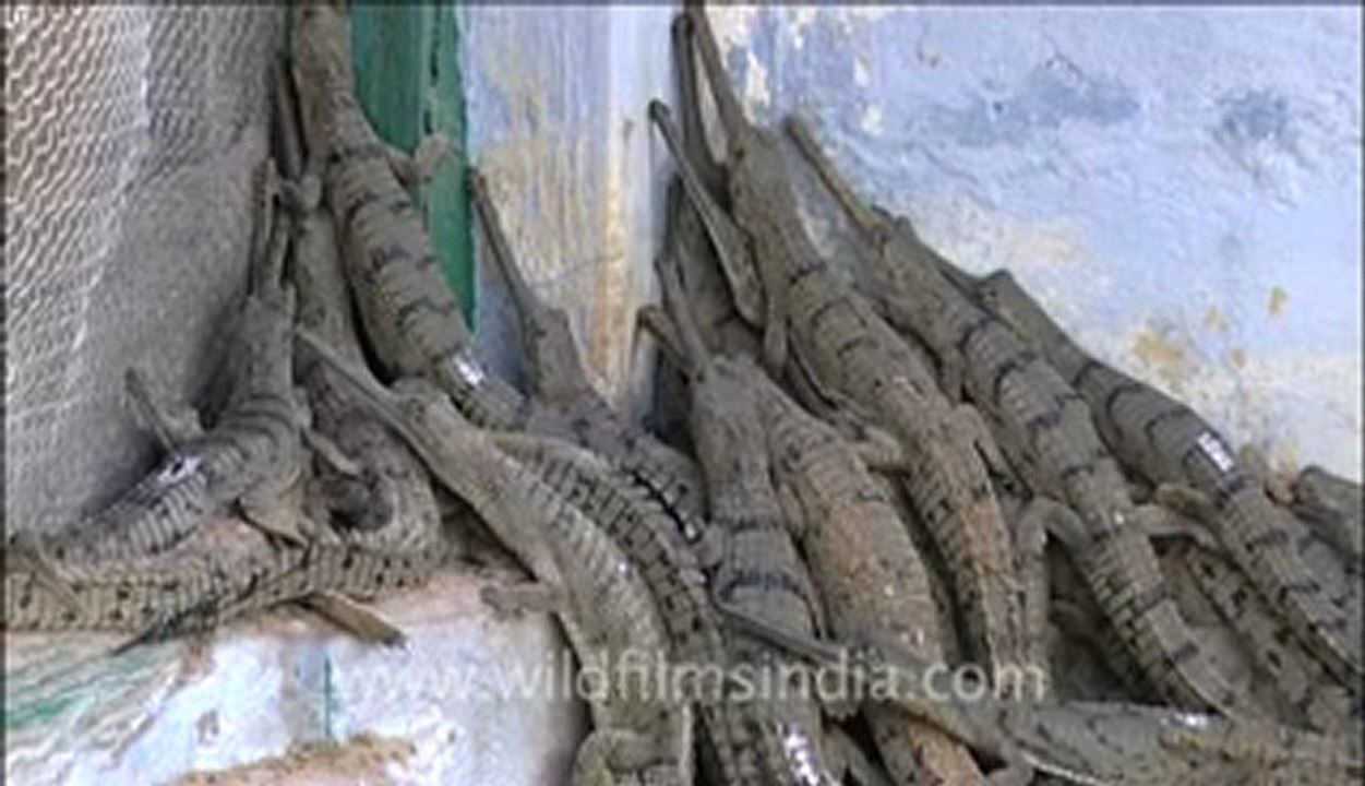 Chambal-2.flv